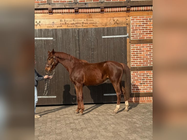 Hannoveraan Ruin 3 Jaar 172 cm Donkere-vos in Walsrode