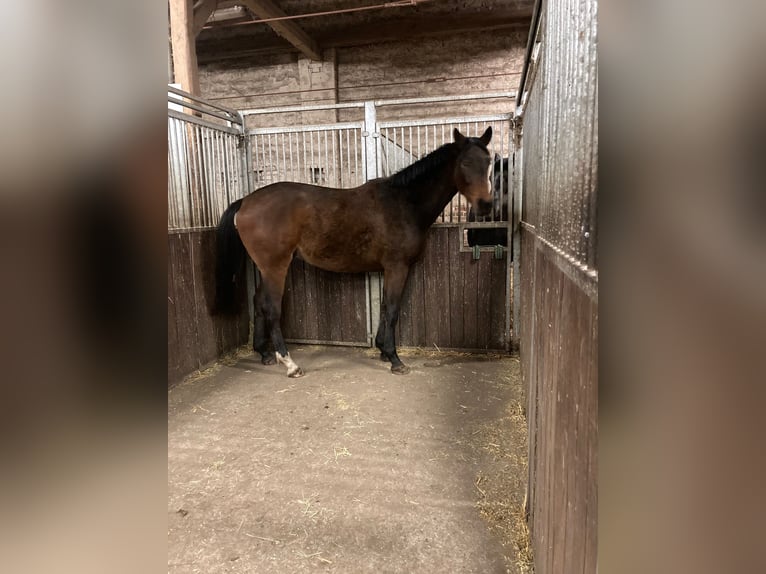 Hannoveraan Ruin 3 Jaar 172 cm in Briest- Wust