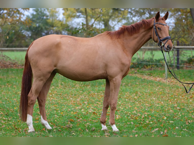 Hannoveraan Ruin 3 Jaar 172 cm Vos in Rickling
