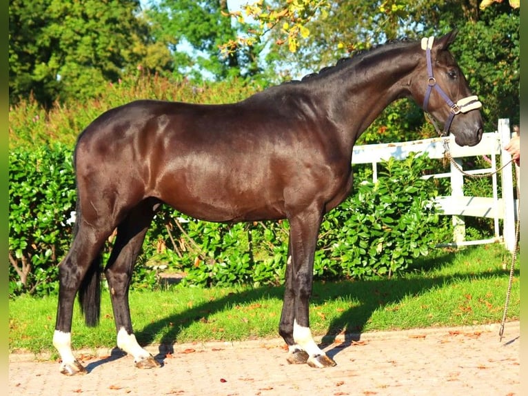 Hannoveraan Ruin 3 Jaar 172 cm Zwart in Selsingen