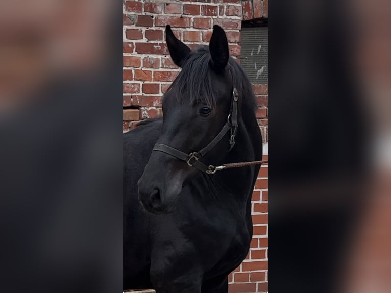 Hannoveraan Ruin 3 Jaar 172 cm Zwartbruin in Visselhövede