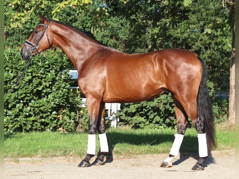 Hannoveraan Ruin 3 Jaar 173 cm Bruin in Selsingen
