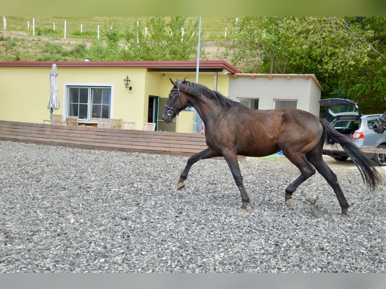 Hannoveraan Ruin 3 Jaar 173 cm  in Linz