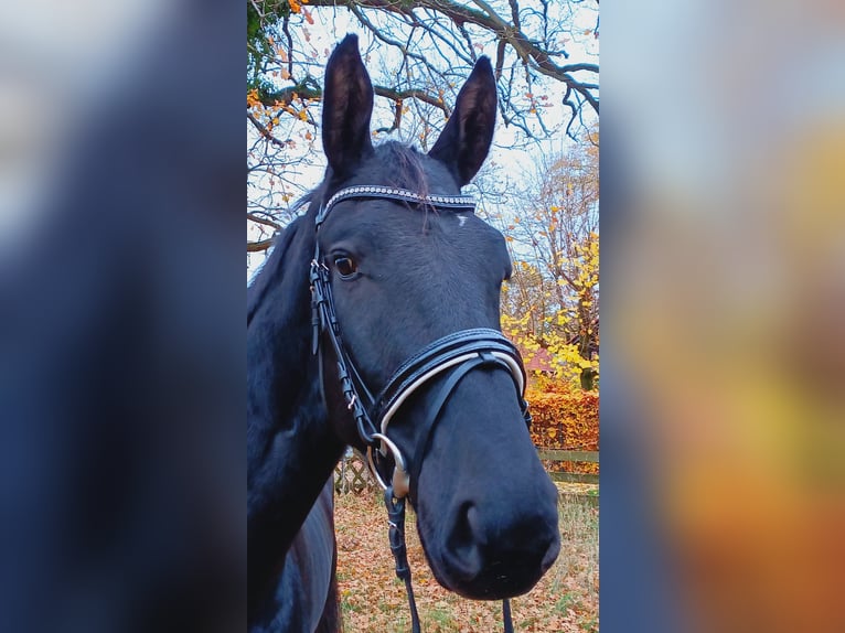 Hannoveraan Ruin 3 Jaar 173 cm Zwart in Burgdorf