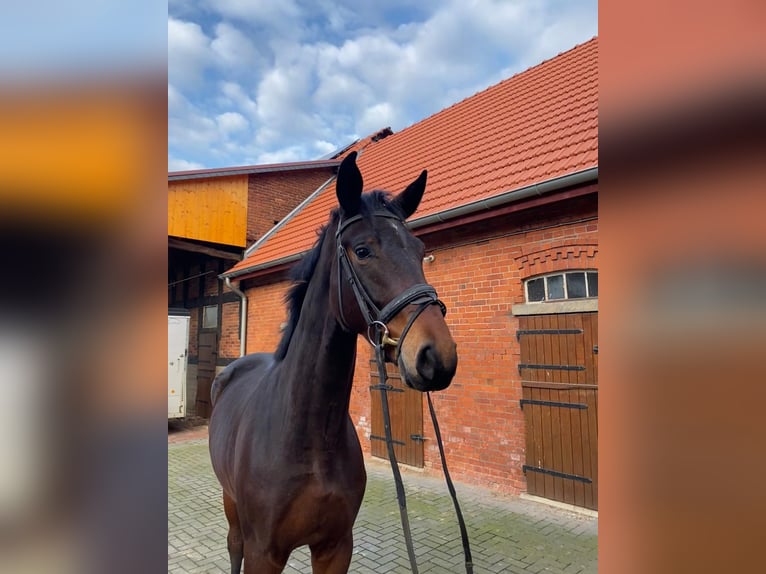 Hannoveraan Ruin 3 Jaar 174 cm Bruin in Blender