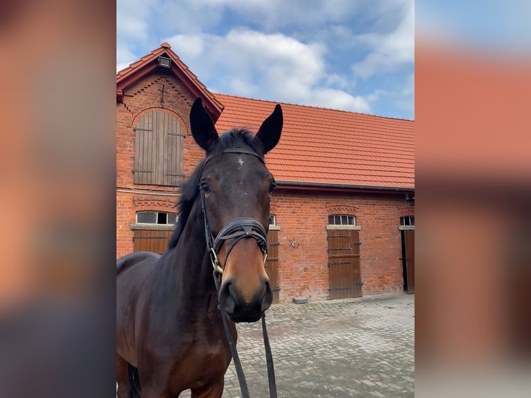 Hannoveraan Ruin 3 Jaar 174 cm Bruin in Blender