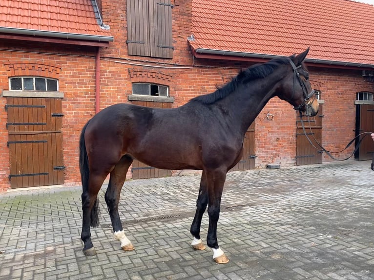 Hannoveraan Ruin 3 Jaar 174 cm Bruin in Blender