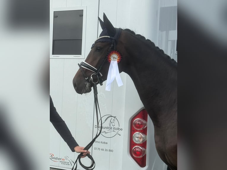 Hannoveraan Ruin 3 Jaar 174 cm Bruin in Viersen