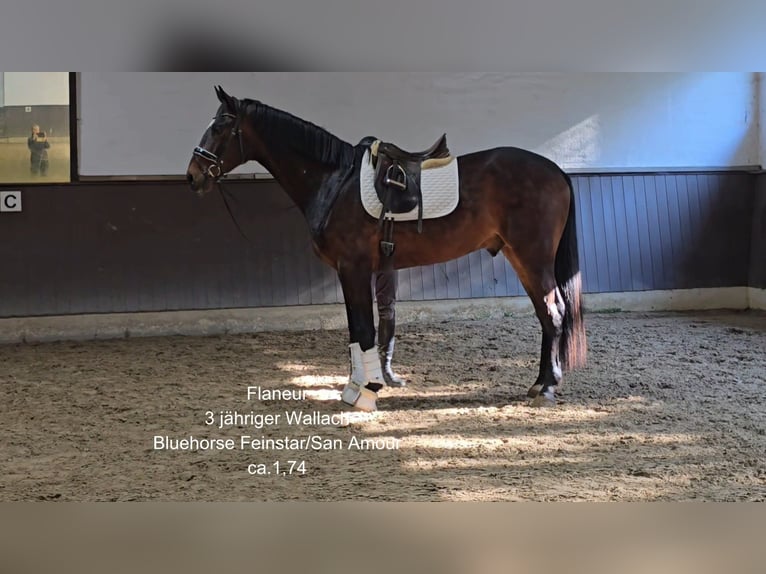 Hannoveraan Ruin 3 Jaar 174 cm Donkerbruin in Lauenburg