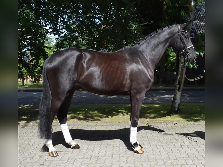 Hannoveraan Ruin 3 Jaar 174 cm Zwart in Fredenbeck