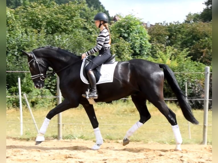 Hannoveraan Ruin 3 Jaar 174 cm Zwart in Fredenbeck