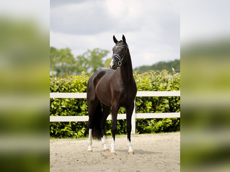 Hannoveraan Ruin 3 Jaar 174 cm Zwart in Vechta