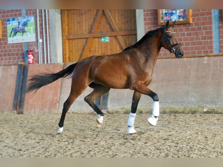Hannoveraan Ruin 3 Jaar 175 cm Bruin in Paderborn