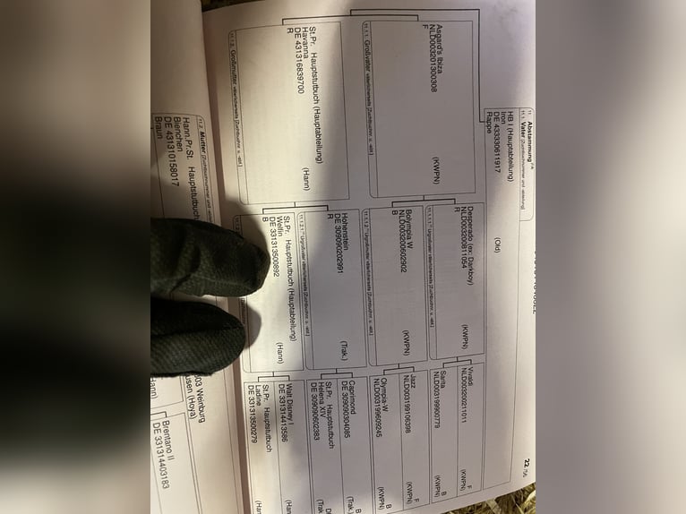 Hannoveraan Ruin 3 Jaar 175 cm Donkerbruin in Kirchlinteln