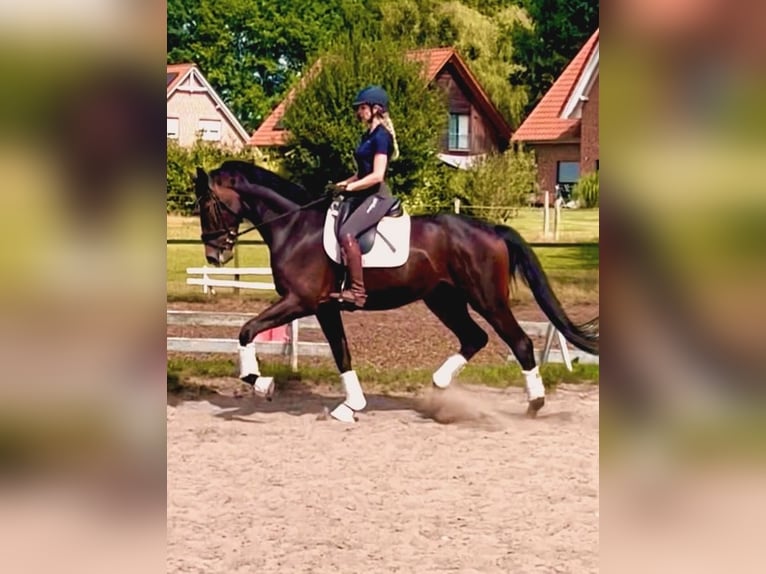 Hannoveraan Ruin 3 Jaar 175 cm Donkerbruin in Kirchlinteln