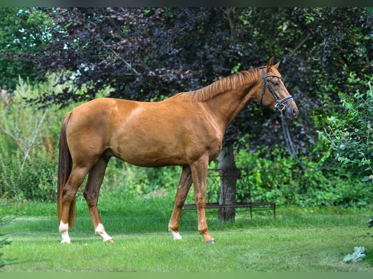 Hannoveraan Ruin 3 Jaar 175 cm Donkere-vos in G&#xFC;by