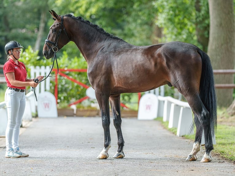 Hannoveraan Ruin 3 Jaar 177 cm Zwartbruin in Münster