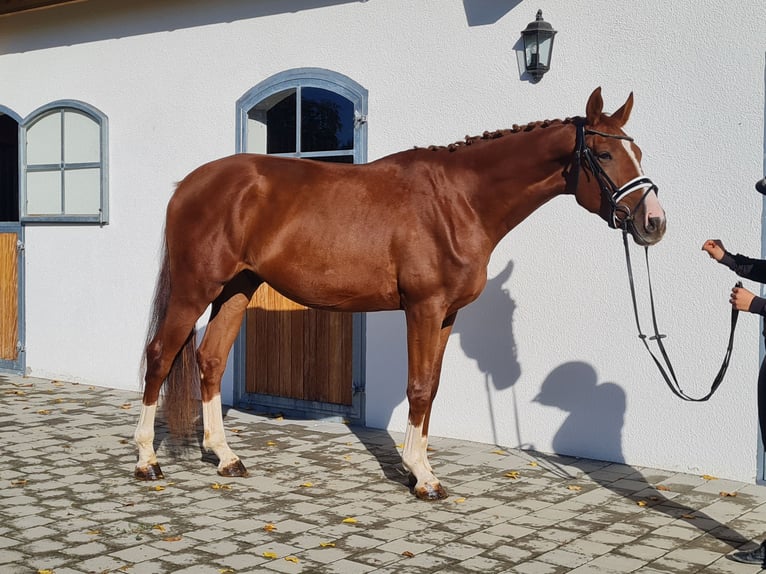 Hannoveraan Ruin 3 Jaar 178 cm Vos in Westerheim