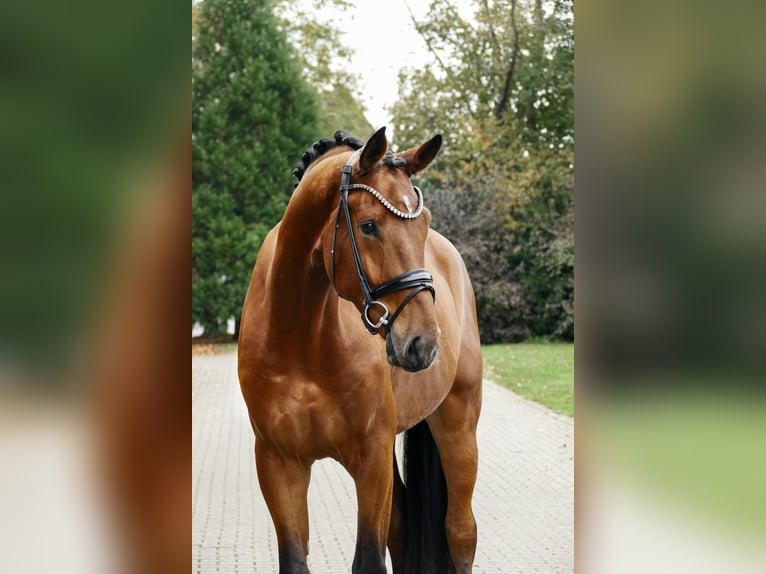 Hannoveraan Ruin 3 Jaar 179 cm Bruin in Lippetal