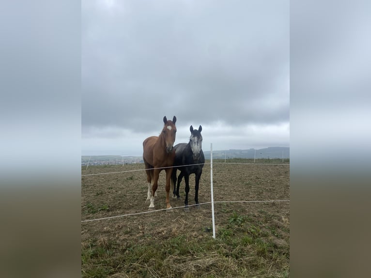 Hannoveraan Ruin 3 Jaar 180 cm Donkere-vos in Castanedo