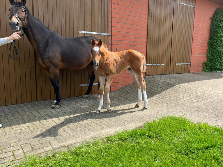 Hannoveraan Ruin 3 Jaar 180 cm Donkere-vos in Castanedo