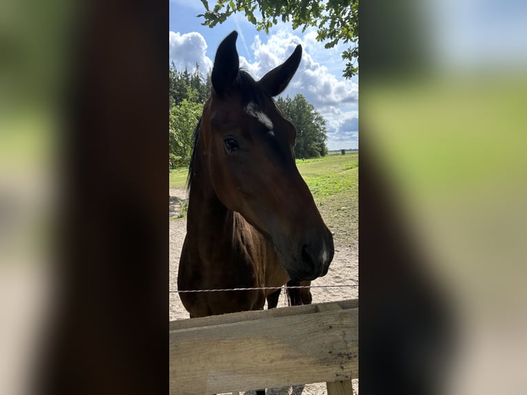Hannoveraan Ruin 3 Jaar Donkerbruin in Balje