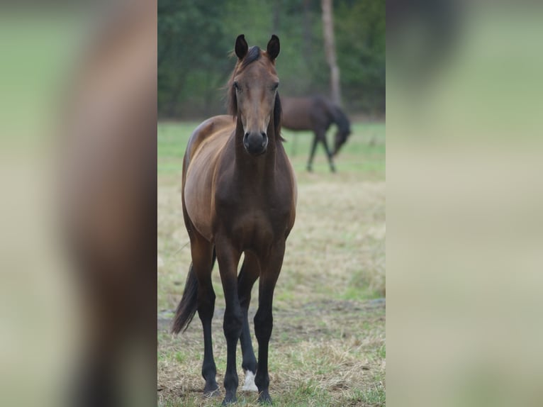 Hannoveraan Ruin 3 Jaar Donkerbruin in Neuenkirchen-Vörden