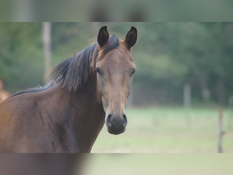 Hannoveraan Ruin 3 Jaar Donkerbruin in Neuenkirchen-Vörden
