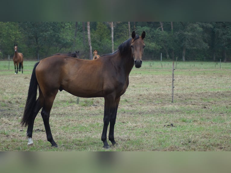 Hannoveraan Ruin 3 Jaar Donkerbruin in Neuenkirchen-Vörden