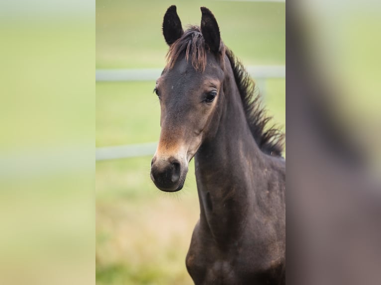 Hannoveraan Ruin 3 Jaar Donkerbruin in DUSZNIKI