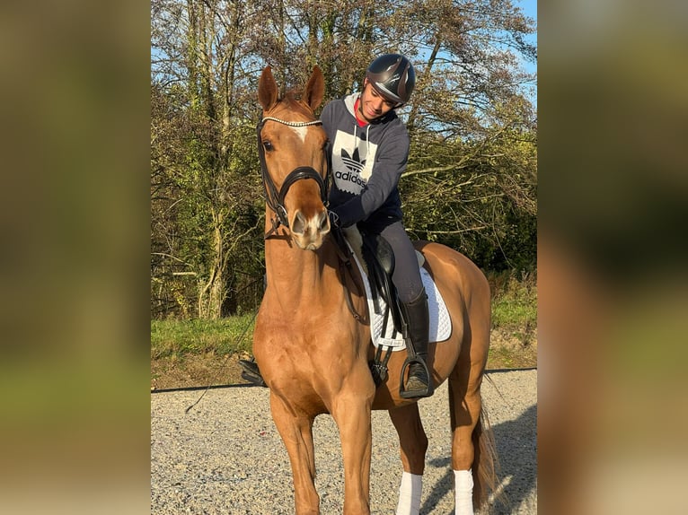 Hannoveraan Ruin 3 Jaar Vos in Marigny le Lozon