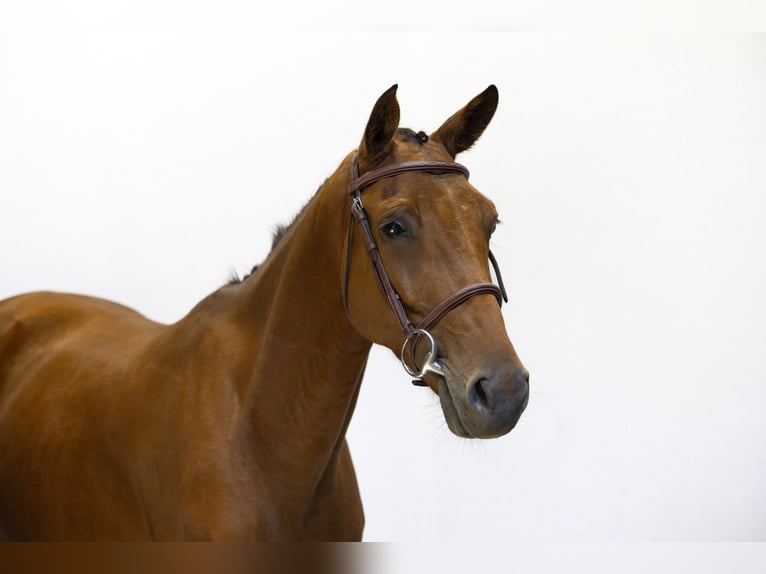 Hannoveraan Ruin 4 Jaar 158 cm Bruin in Waddinxveen