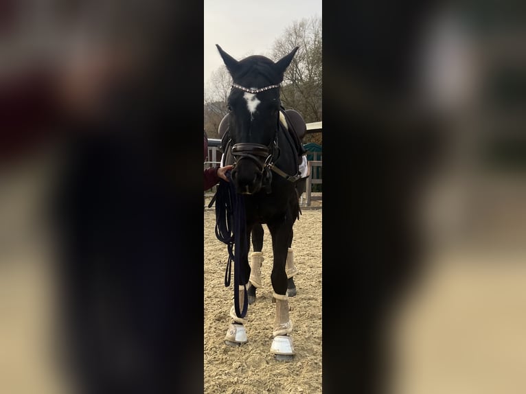 Hannoveraan Ruin 4 Jaar 158 cm Zwart in Baierdorf-Umgebung