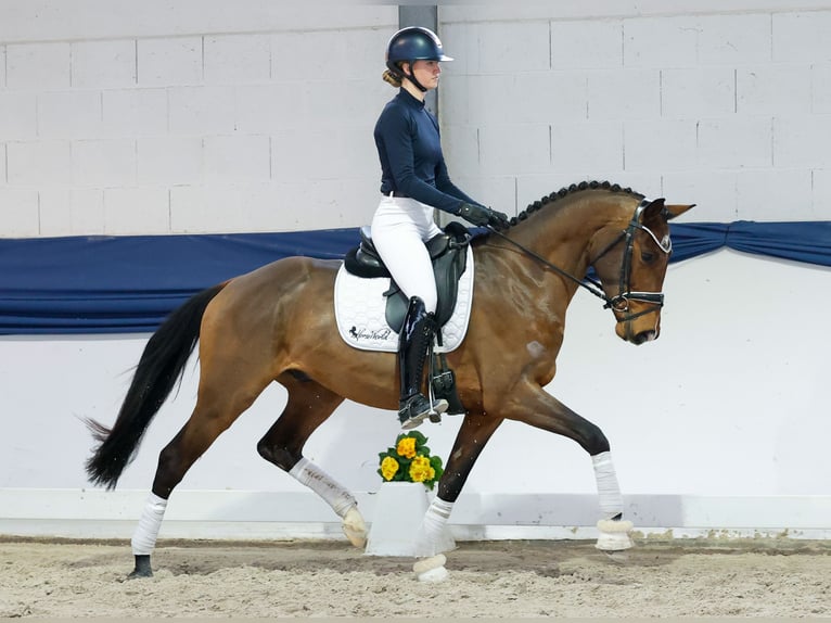 Hannoveraan Ruin 4 Jaar 159 cm Bruin in Marsberg