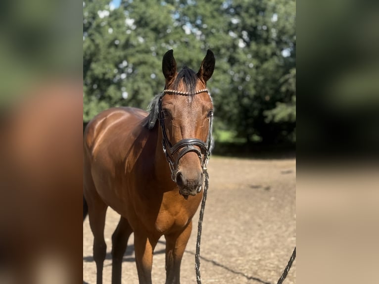 Hannoveraan Ruin 4 Jaar 160 cm Donkerbruin in Nordhorn