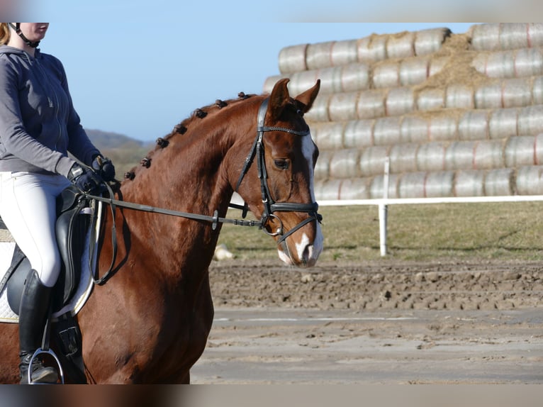 Hannoveraan Ruin 4 Jaar 160 cm Vos in Ganschow