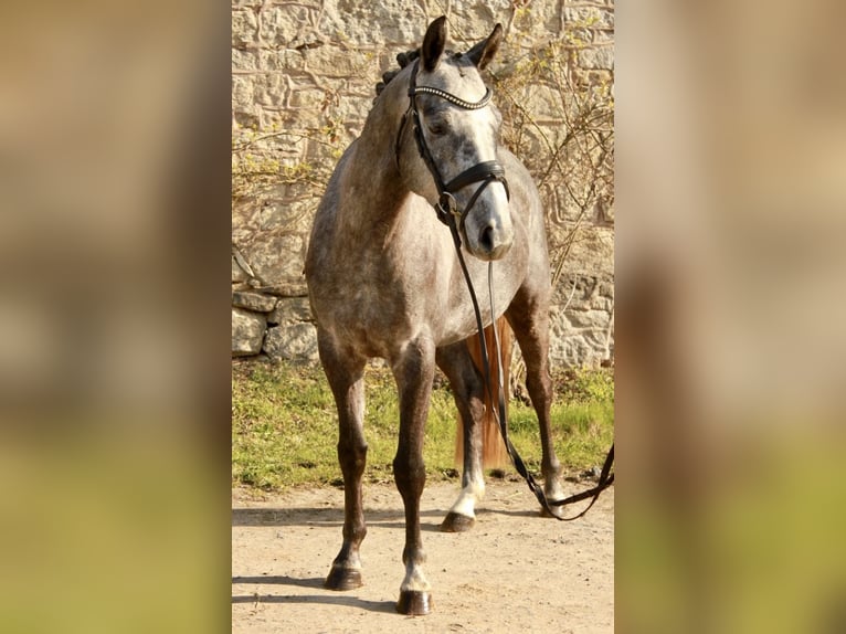 Hannoveraan Ruin 4 Jaar 161 cm Schimmel in Rosdorf