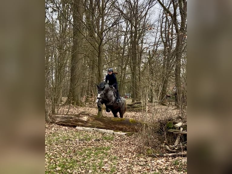 Hannoveraan Ruin 4 Jaar 161 cm Schimmel in Rosdorf