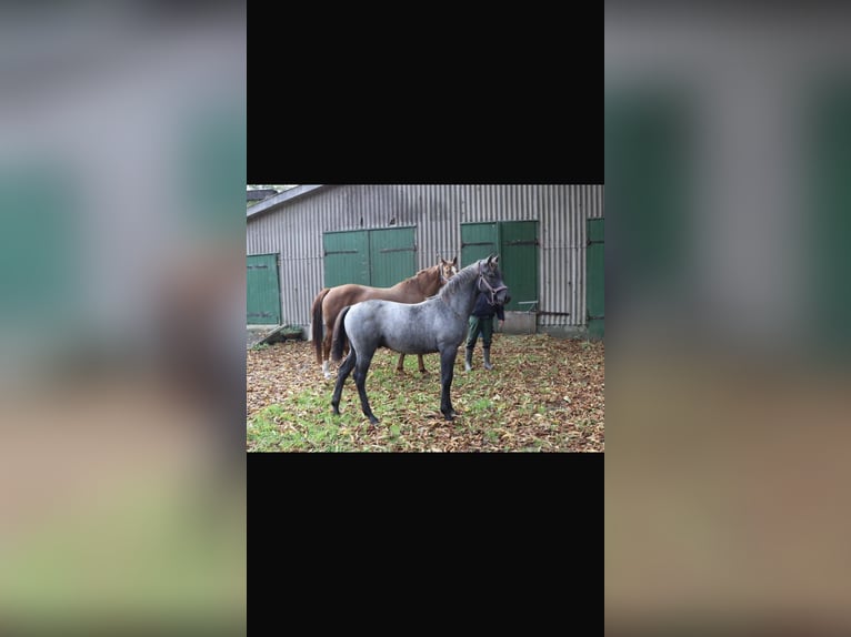 Hannoveraan Ruin 4 Jaar 162 cm Schimmel in Edingen-Neckarhausen