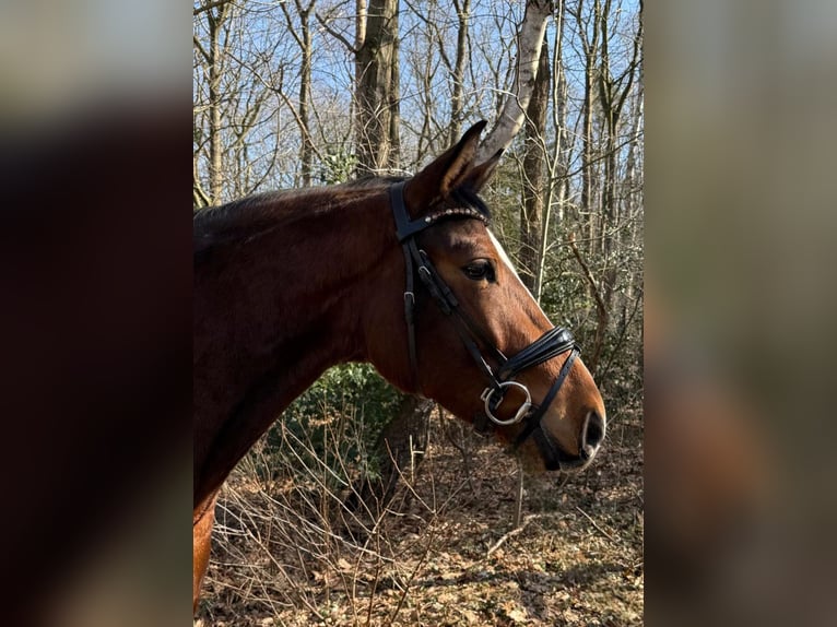 Hannoveraan Ruin 4 Jaar 163 cm Bruin in Elmlohe