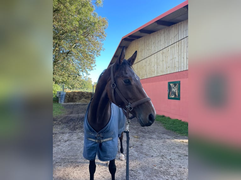 Hannoveraan Ruin 4 Jaar 163 cm Bruin in Klein Nordende