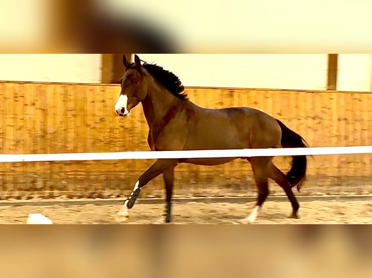 Hannoveraan Ruin 4 Jaar 163 cm Bruin in Celle