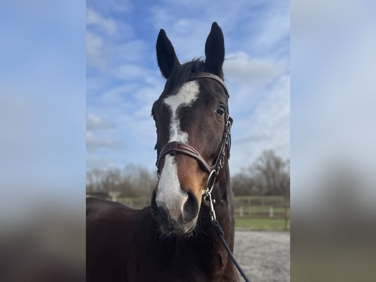 Hannoveraan Ruin 4 Jaar 163 cm Bruin in Bad Kreuznach
