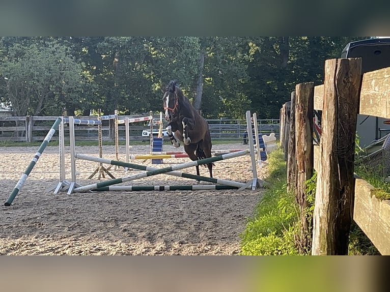 Hannoveraan Ruin 4 Jaar 163 cm Donkerbruin in Hagen im Bremischen