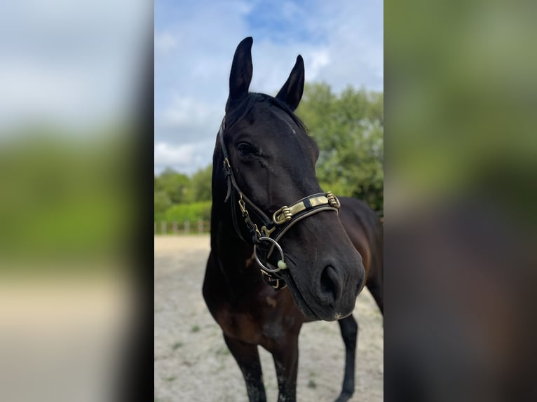 Hannoveraan Ruin 4 Jaar 163 cm Zwartbruin in Ronshausen
