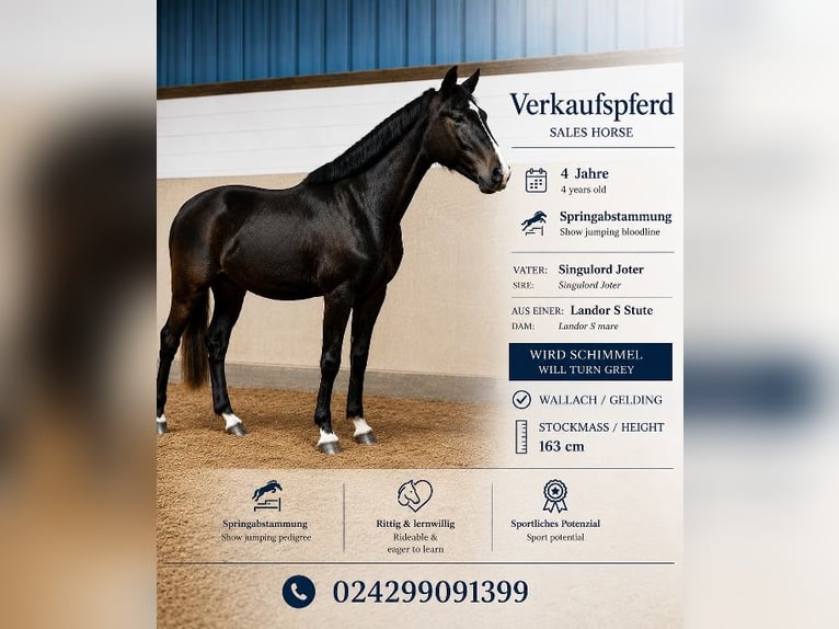 Hannoveraan Ruin 4 Jaar 163 cm Zwartschimmel in Hürtgenwald