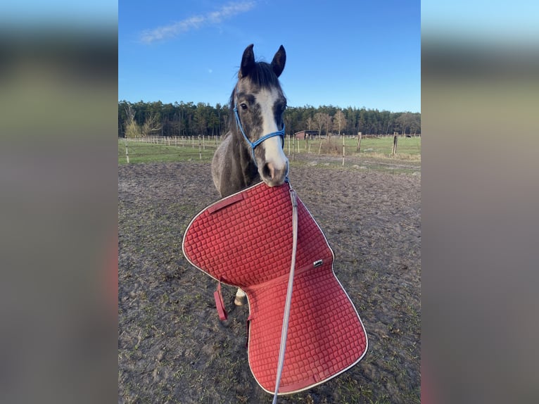 Hannoveraan Ruin 4 Jaar 164 cm Appelschimmel in Neetze