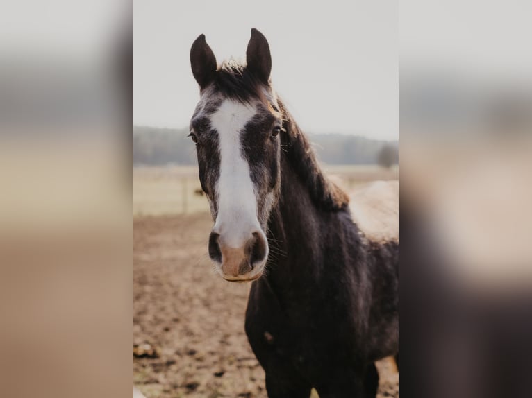 Hannoveraan Ruin 4 Jaar 164 cm Appelschimmel in Neetze