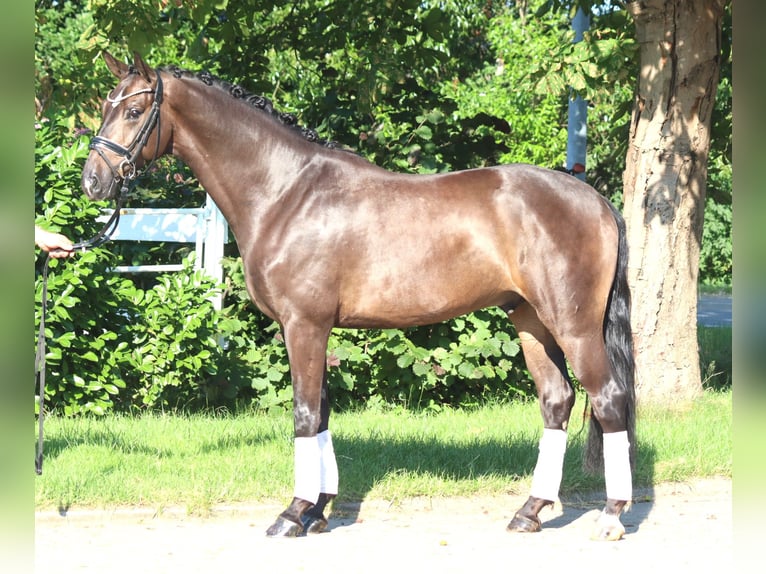 Hannoveraan Ruin 4 Jaar 164 cm Bruin in Selsingen