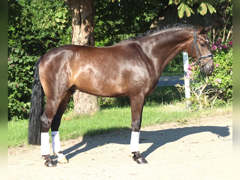 Hannoveraan Ruin 4 Jaar 164 cm Bruin in Selsingen